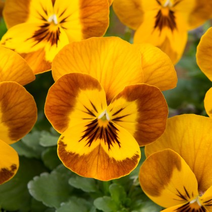AUTUMN PACK Viola Sorbet XP Honey Bee 6pk