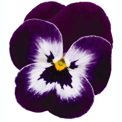 AUTUMN PACK Viola Sorbet XP Purple Face 6pk