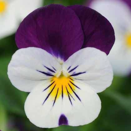 AUTUMN PACK Viola Sorbet XP White Jump Up 6pk