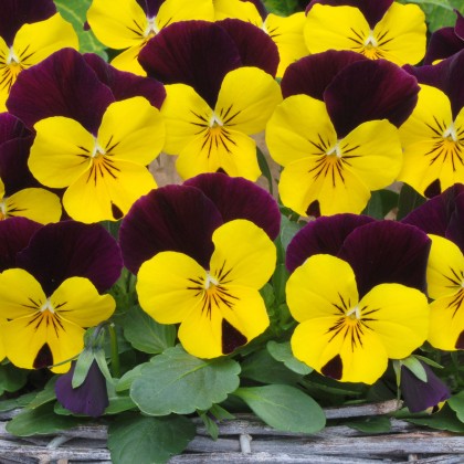AUTUMN PACK Viola Sorbet XP Yellow Jump Up 6pk