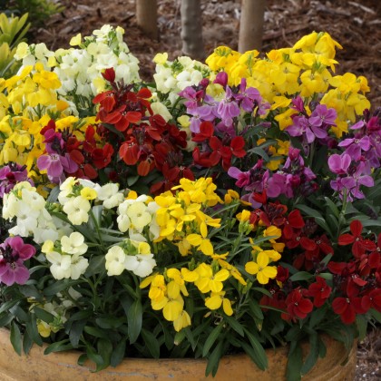 AUTUMN PACK Wallflower Sugar Rush Mix 6pk