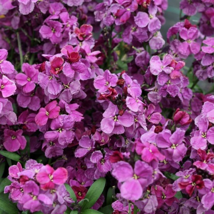 AUTUMN PACK Wallflower Sugar Rush Purple Bicolor 6pk