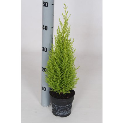 AUTUMN POT Cupressus macrocarpa Wilma 12cm