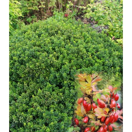 Berberis thunbergii Kobold 2L Berberis thunbergii Kobold 2L