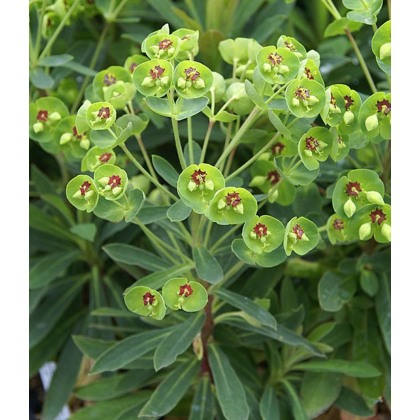 Euphorbia x martini Tiny Tim 2L