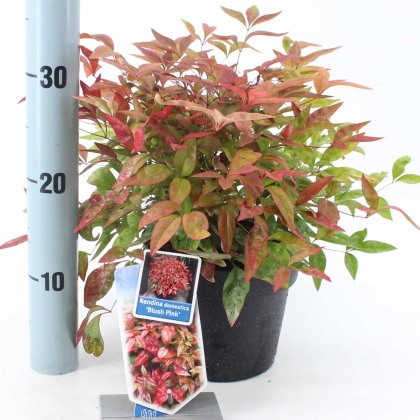 Nandina domestica Blush Pink 2L Nandina domestica Blush Pink 2L