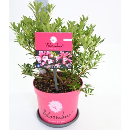 Rhododendron BLOOMBUX (Microhirs3) 2L Rhododendron BLOOMBUX (Microhirs3) 2L