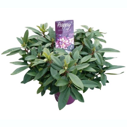 Rhododendron HAPPYdendron Pushy Purple 5L