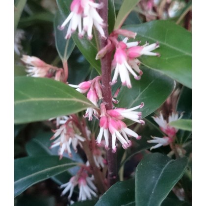 Sarcococca Winter Gem 2L Sarcococca Winter Gem 2L