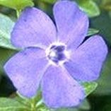 Vinca minor 2L Vinca minor 2L