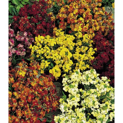 BARE-ROOT Wallflower - Persian Carpet