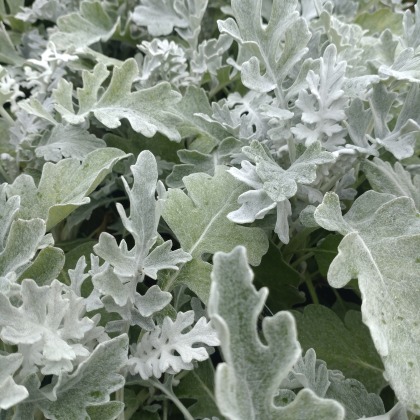 AUTUMN PACK Cineraria maritima Silver Dust 6pk