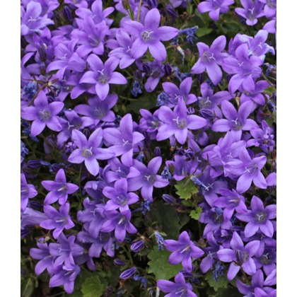 ALPINE Campanula portenschlagiana Catharina 9cm ALPINE Campanula portenschlagiana Catharina 9cm