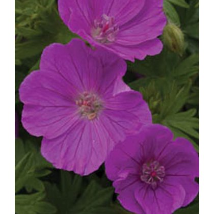 ALPINE Geranium sanguineum Vision Violet 9cm ALPINE Geranium sanguineum Vision Violet 9cm