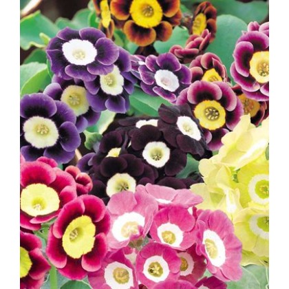 ALPINE Primula ? pubescens (auricula) 9cm ALPINE Primula ? pubescens (auricula) 9cm