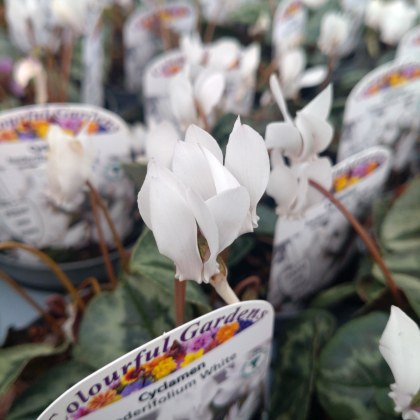 Cyclamen hederifolium White 9cm Cyclamen hederifolium White 9cm