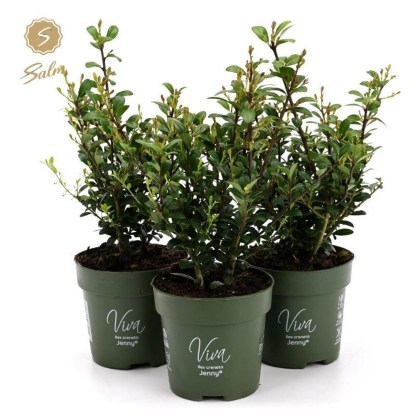 Hedging