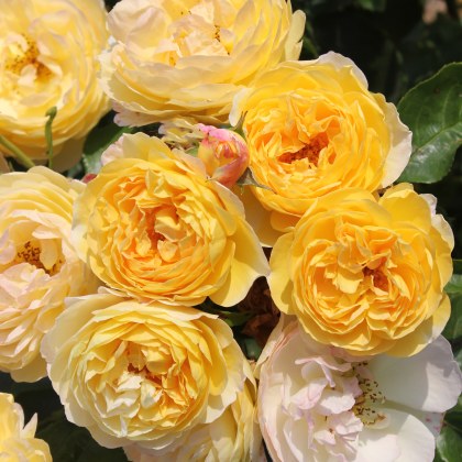 Rose Belle De Jour 3Ldp (ROTY21) Rose Belle De Jour 3Ldp (ROTY21)