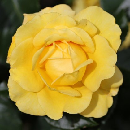 Rose Happy Golden Wedding 3Ldp Rose Happy Golden Wedding 3Ldp