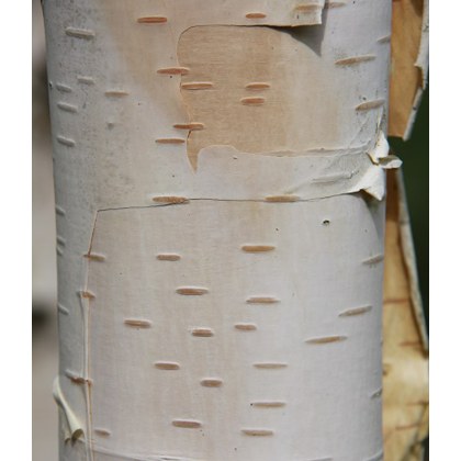 Betula utilis var. jacquemontii Silver Shadow 12L