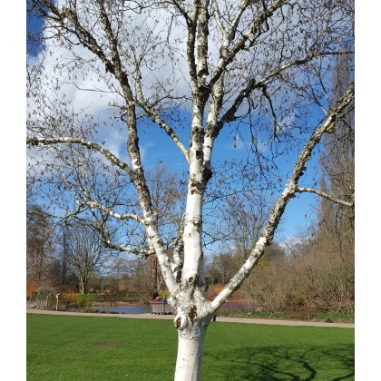 Betula utilis var. jacquemontii Silver Shadow 12L
