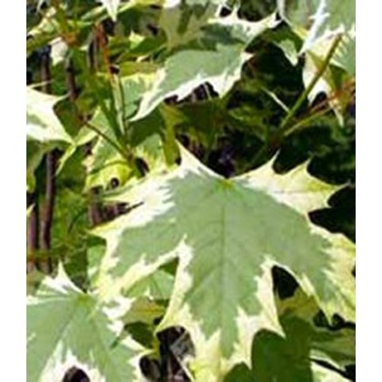 Acer platanoides Drummondii 10L Acer platanoides Drummondii 10L