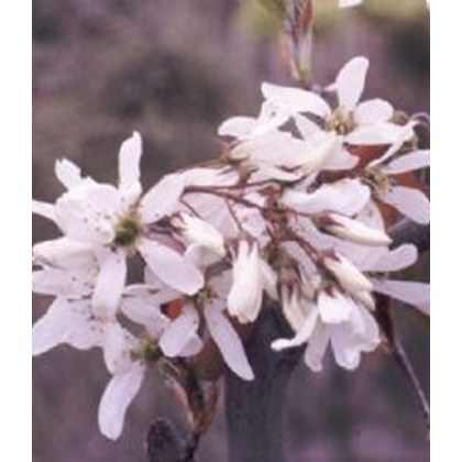 Amelanchier x grandiflora Ballerina 10L Amelanchier x grandiflora Ballerina 10L