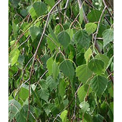 Betula pendula Youngii 10L Betula pendula Youngii 10L