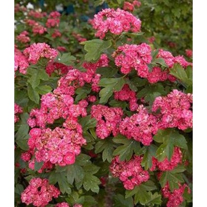 Crataegus laevigata Pauls Scarlet 10L Crataegus laevigata Pauls Scarlet 10L