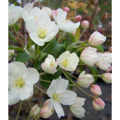 Malus brevipes Wedding Bouquet 10L Malus brevipes Wedding Bouquet 10L