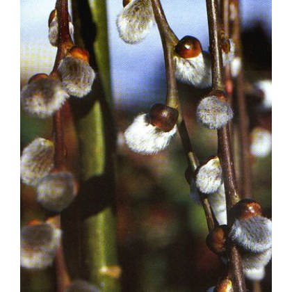 Salix caprea Pendula 140cm stem 10L
