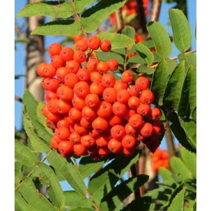 Sorbus aucuparia 10L