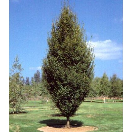 Carpinus betulus Fastigiata 10L Carpinus betulus Fastigiata 10L