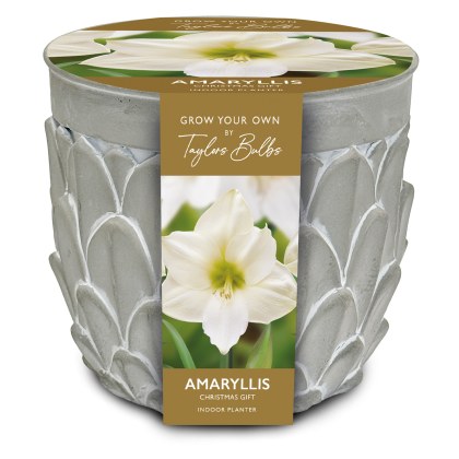 TAYLORS Amaryllis Stone Planter TAYLORS Amaryllis Stone Planter