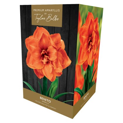 TAYLORS Amaryllis Benito Premium Pot & Fibre