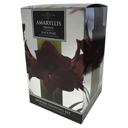 TAYLORS Amaryllis Black Pearl Premium Gift Pack TAYLORS Amaryllis Black Pearl Premium Gift Pack
