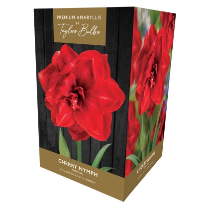 TAYLORS Amaryllis Cherry Nymph Premium Pot & Fibre TAYLORS Amaryllis Cherry Nymph Premium Pot & Fibre