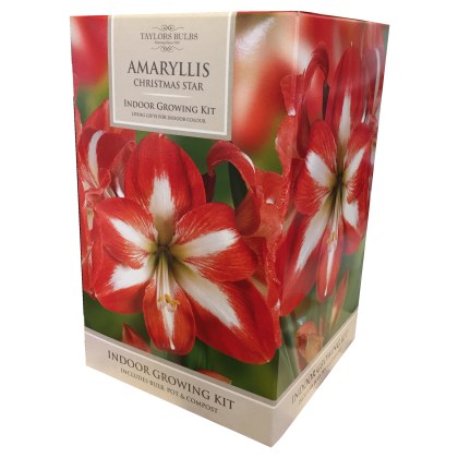 TAYLORS Amaryllis Christmas Star Pot & Bulb Fibre TAYLORS Amaryllis Christmas Star Pot & Bulb Fibre
