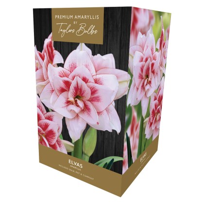 TAYLORS Amaryllis Elvas Premium Pot & Fibre TAYLORS Amaryllis Elvas Premium Pot & Fibre