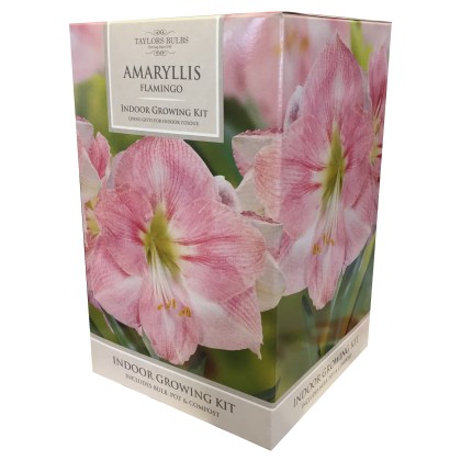 TAYLORS Amaryllis Flamingo Pot & Bulb Fibre TAYLORS Amaryllis Flamingo Pot & Bulb Fibre