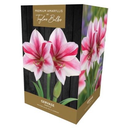 TAYLORS Amaryllis Gervase Premium Gift Pack TAYLORS Amaryllis Gervase Premium Gift Pack