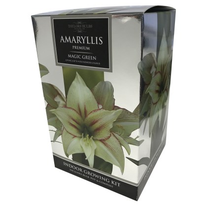 TAYLORS Amaryllis Magic Green Pot & Bulb Fibre TAYLORS Amaryllis Magic Green Pot & Bulb Fibre