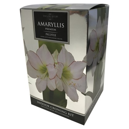 TAYLORS Amaryllis Picotee Premium Gift Pack TAYLORS Amaryllis Picotee Premium Gift Pack