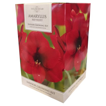 TAYLORS Amaryllis Red Velvet Pot & Bulb Fibre TAYLORS Amaryllis Red Velvet Pot & Bulb Fibre