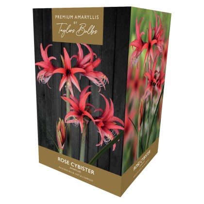 TAYLORS Amaryllis Rose Cybister Pot & Bulb Fibre