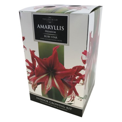 TAYLORS Amaryllis Ruby Star Pot & Bulb Fibre TAYLORS Amaryllis Ruby Star Pot & Bulb Fibre