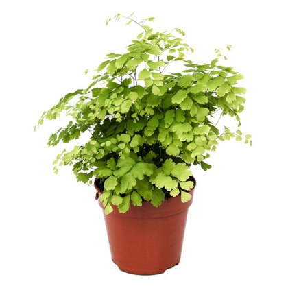 Houseplants