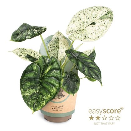 Alocasia Dragon Scale Mint 11cm