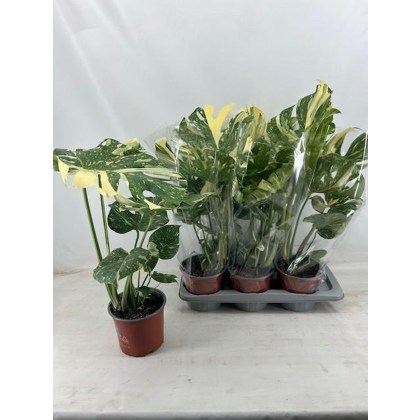 Monstera Thai Constellation 17cm