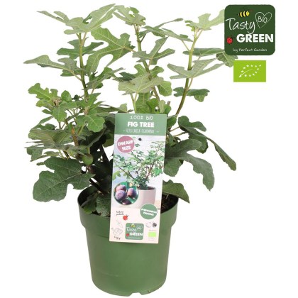 Fig (Ficus) carica Fignomenal PBR 5L Fig (Ficus) carica Fignomenal PBR 5L